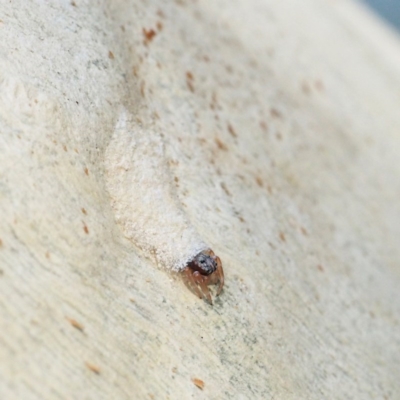 Arasia mollicoma (Flat-white Jumping Spider) at Acton, ACT - 1 Apr 2017 by David