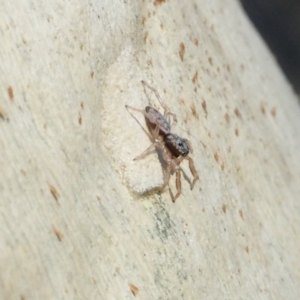 Arasia mollicoma at Acton, ACT - 1 Apr 2017