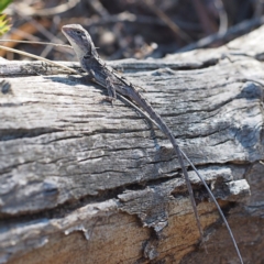 Amphibolurus muricatus (Jacky Lizard) at Canberra Central, ACT - 1 Apr 2017 by David