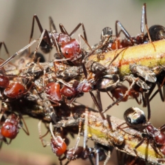 Iridomyrmex purpureus (Meat Ant) at Canberra Central, ACT - 1 Apr 2017 by David