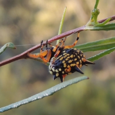 Austracantha minax (Christmas Spider, Jewel Spider) at Conder, ACT - 28 Mar 2017 by MichaelBedingfield