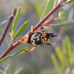 Austracantha minax at Conder, ACT - 28 Mar 2017