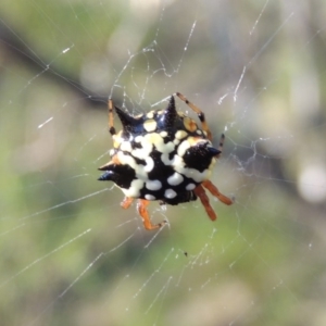 Austracantha minax at Conder, ACT - 28 Mar 2017