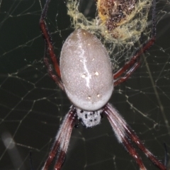 Trichonephila edulis (Golden orb weaver) at Rob Roy Range - 28 Mar 2017 by MichaelBedingfield