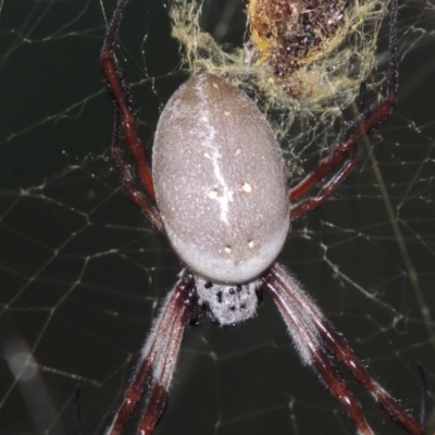 Trichonephila edulis (Golden orb weaver) at Conder, ACT - 28 Mar 2017 by michaelb