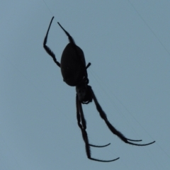 Trichonephila edulis at Conder, ACT - 28 Mar 2017