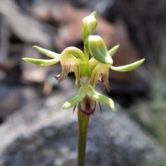 Corunastylis cornuta (Horned Midge Orchid) at Aranda, ACT - 1 Apr 2017 by CathB