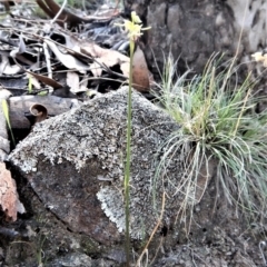 Corunastylis cornuta at Aranda, ACT - 1 Apr 2017