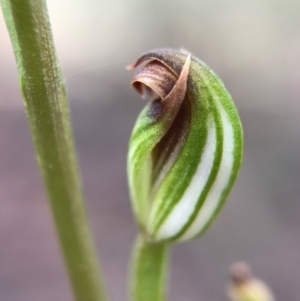 Speculantha rubescens at Gungahlin, ACT - 2 Apr 2017