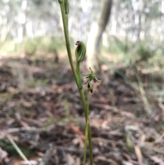 Speculantha rubescens at Gungahlin, ACT - 2 Apr 2017