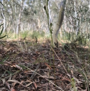 Speculantha rubescens at Gungahlin, ACT - 2 Apr 2017