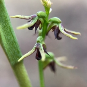 Corunastylis clivicola at Crace, ACT - 2 Apr 2017