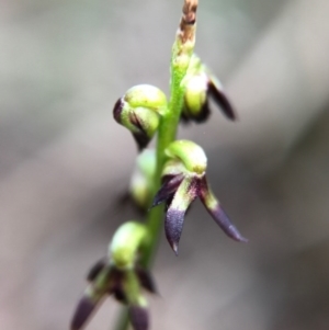 Corunastylis clivicola at Gungahlin, ACT - 2 Apr 2017