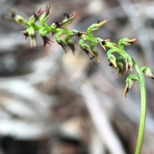 Corunastylis clivicola at Gungahlin, ACT - suppressed