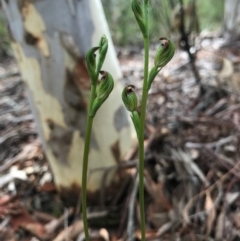 Speculantha rubescens (Blushing Tiny Greenhood) at Gungahlin, ACT - 2 Apr 2017 by AaronClausen