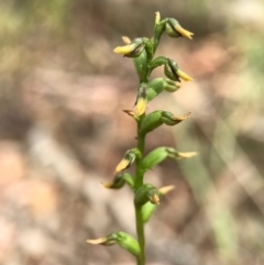 Corunastylis sp. (A Midge Orchid) at Gungahlin, ACT - 2 Apr 2017 by AaronClausen