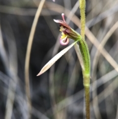 Eriochilus cucullatus (Parson's Bands) at Belconnen, ACT - 2 Apr 2017 by AaronClausen