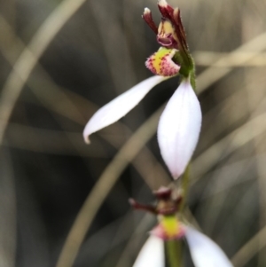 Eriochilus cucullatus at Belconnen, ACT - 2 Apr 2017