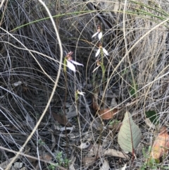 Eriochilus cucullatus at Belconnen, ACT - 2 Apr 2017