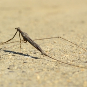 Ranatra sp. (genus) at Bonython, ACT - 2 Apr 2017