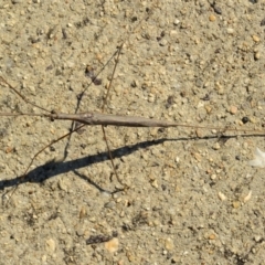 Ranatra sp. (genus) at Bonython, ACT - 2 Apr 2017