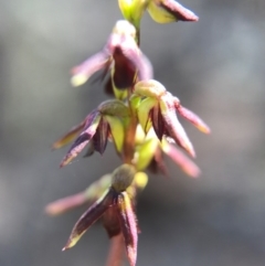 Corunastylis clivicola (Rufous midge orchid) at Belconnen, ACT - 2 Apr 2017 by AaronClausen