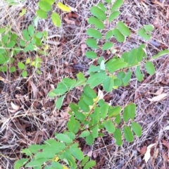 Robinia pseudoacacia (Black Locust) at Garran, ACT - 10 Mar 2017 by ruthkerruish