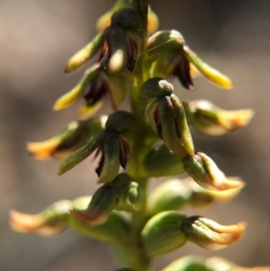 Corunastylis clivicola at Belconnen, ACT - 2 Apr 2017