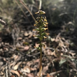 Corunastylis clivicola at Belconnen, ACT - 2 Apr 2017