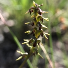 Corunastylis clivicola (Rufous midge orchid) at Belconnen, ACT - 2 Apr 2017 by AaronClausen