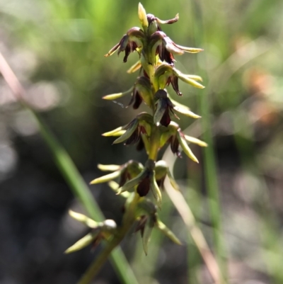 Corunastylis clivicola (Rufous midge orchid) at Belconnen, ACT - 2 Apr 2017 by AaronClausen