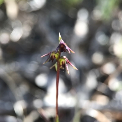 Corunastylis clivicola (Rufous midge orchid) at Belconnen, ACT - 2 Apr 2017 by AaronClausen