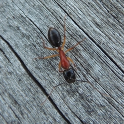 Camponotus nigriceps (Black-headed sugar ant) at Rob Roy Range - 28 Mar 2017 by MichaelBedingfield