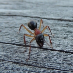 Camponotus nigriceps at Conder, ACT - 28 Mar 2017 07:16 PM