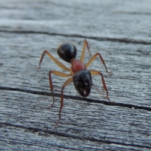 Camponotus nigriceps at Conder, ACT - 28 Mar 2017