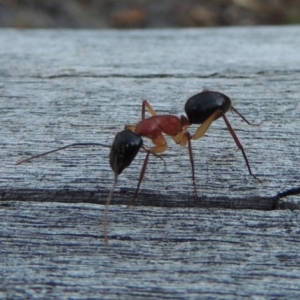 Camponotus nigriceps at Conder, ACT - 28 Mar 2017 07:16 PM