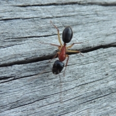 Camponotus nigriceps at Conder, ACT - 28 Mar 2017 07:16 PM