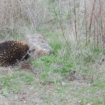 Tachyglossus aculeatus (Short-beaked Echidna) at Isaacs, ACT - 2 Apr 2017 by Mike