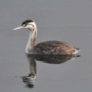 Podiceps cristatus at Cotter River, ACT - 28 Mar 2017