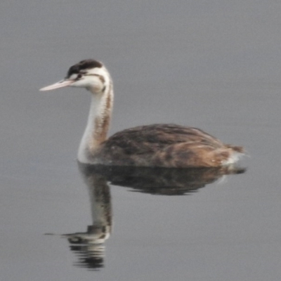 Podiceps cristatus (Great Crested Grebe) at Cotter River, ACT - 27 Mar 2017 by JohnBundock