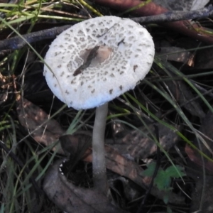 Macrolepiota sp. at Tennent, ACT - 31 Mar 2017