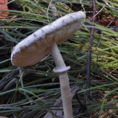 Macrolepiota sp. at Tennent, ACT - 31 Mar 2017