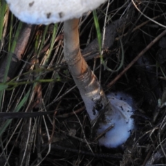 Macrolepiota sp. at Tennent, ACT - 31 Mar 2017