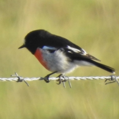 Petroica boodang (Scarlet Robin) at Tennent, ACT - 30 Mar 2017 by JohnBundock