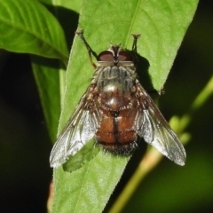 Rutilia (Rutilia) sp. (genus & subgenus) (Bristle fly) at Tidbinbilla Nature Reserve - 29 Mar 2017 by JohnBundock