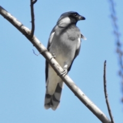 Coracina novaehollandiae (Black-faced Cuckooshrike) at Paddys River, ACT - 28 Mar 2017 by JohnBundock