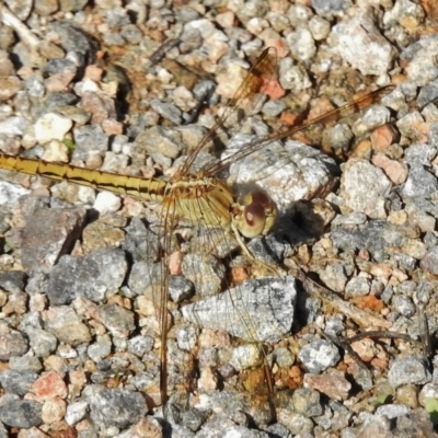 Diplacodes haematodes (Scarlet Percher) at Lower Cotter Catchment - 28 Mar 2017 by JohnBundock