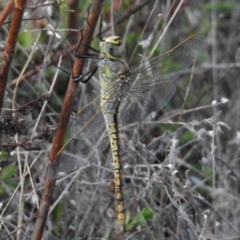 Anax papuensis (Australian Emperor) at Lower Cotter Catchment - 28 Mar 2017 by JohnBundock