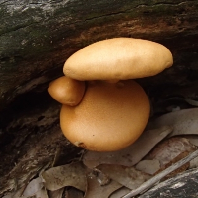 Gymnopilus sp. (Gymnopilus) at Nelson Beach - 2 Apr 2017 by narelle