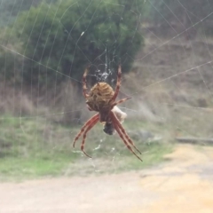 Hortophora transmarina (Garden Orb Weaver) at Lade Vale, NSW - 2 Apr 2017 by SallyandPeter